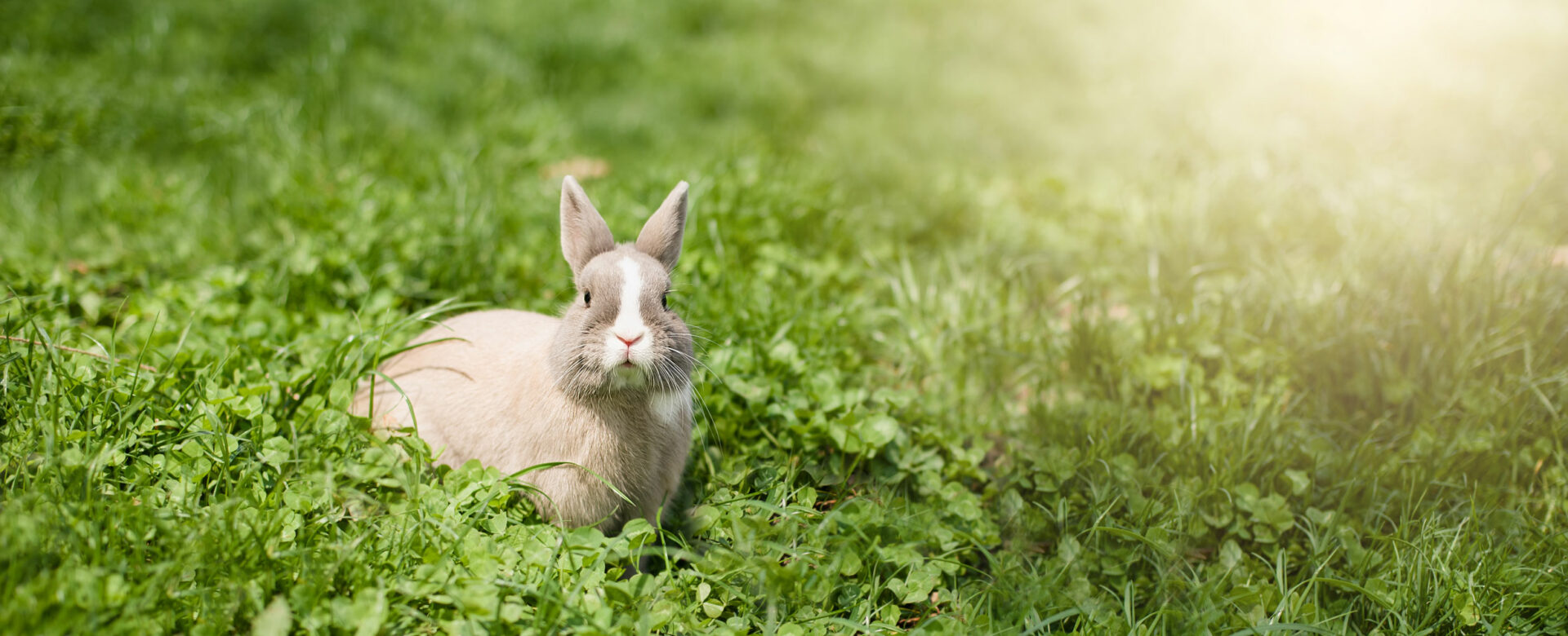 Eggers Tierbestattungen Kaninchen sitzt im Gras